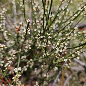 Choretrum pauciflorum at Palerang, NSW - 11 Nov 2024