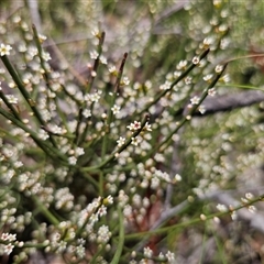 Choretrum pauciflorum at Palerang, NSW - 11 Nov 2024