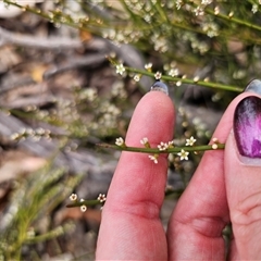 Choretrum pauciflorum at Palerang, NSW - 11 Nov 2024