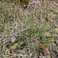 Choretrum pauciflorum at Palerang, NSW - 11 Nov 2024