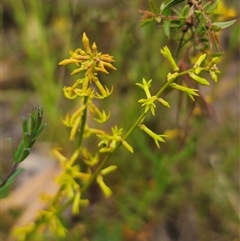 Stackhousia viminea at Palerang, NSW - 11 Nov 2024