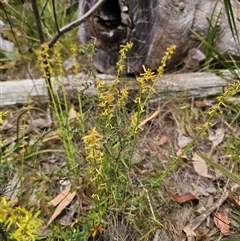 Stackhousia viminea at Palerang, NSW - 11 Nov 2024