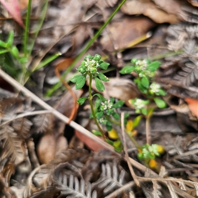 Poranthera microphylla (Small Poranthera) at Palerang, NSW - 11 Nov 2024 by Csteele4