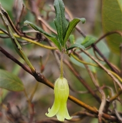 Billardiera mutabilis (Climbing Apple Berry, Apple Berry, Snot Berry, Apple Dumblings, Changeable Flowered Billardiera) at Palerang, NSW - 11 Nov 2024 by Csteele4