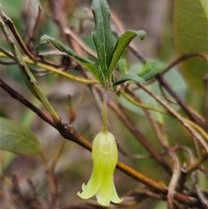 Billardiera mutabilis at Palerang, NSW - 11 Nov 2024