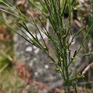 Exocarpos strictus at Palerang, NSW - 11 Nov 2024