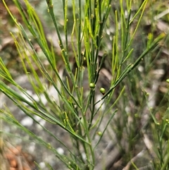 Exocarpos strictus at Palerang, NSW - 11 Nov 2024