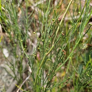 Exocarpos strictus at Palerang, NSW - 11 Nov 2024