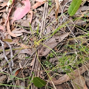 Lomandra filiformis subsp. coriacea at Palerang, NSW - 11 Nov 2024