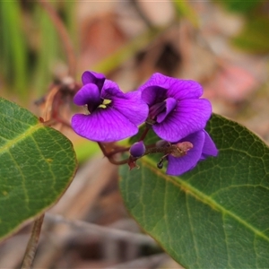 Hardenbergia violacea at Palerang, NSW - 11 Nov 2024