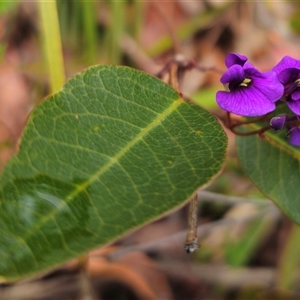 Hardenbergia violacea at Palerang, NSW - 11 Nov 2024