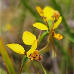 Diuris sulphurea (Tiger Orchid) at Palerang, NSW - 11 Nov 2024 by Csteele4