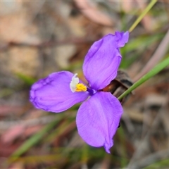 Patersonia sericea var. sericea (Silky Purple-flag) at Palerang, NSW - 11 Nov 2024 by Csteele4