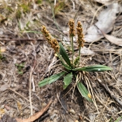 Plantago varia (Native Plaintain) at Captains Flat, NSW - 10 Nov 2024 by Csteele4