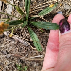 Plantago varia at Captains Flat, NSW - 11 Nov 2024 10:55 AM