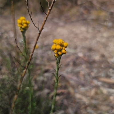 Chrysocephalum semipapposum (Clustered Everlasting) at Captains Flat, NSW - 10 Nov 2024 by Csteele4