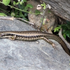 Eulamprus heatwolei (Yellow-bellied Water Skink) at Tharwa, ACT - 11 Nov 2024 by ChrisHolder