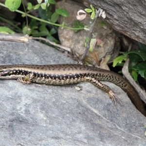 Eulamprus heatwolei at Tharwa, ACT - 11 Nov 2024 03:51 PM