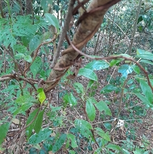 Hibbertia scandens at Pappinbarra, NSW - 11 Nov 2024 03:42 PM