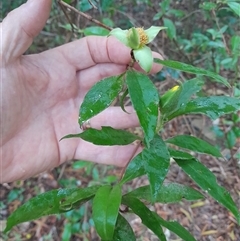 Hibbertia scandens at Pappinbarra, NSW - 11 Nov 2024