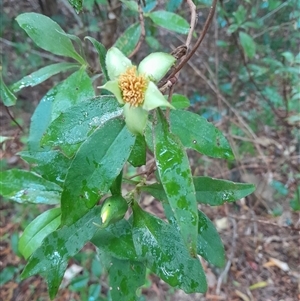 Hibbertia scandens at Pappinbarra, NSW - 11 Nov 2024 03:42 PM