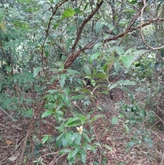 Hibbertia scandens at Pappinbarra, NSW - 11 Nov 2024