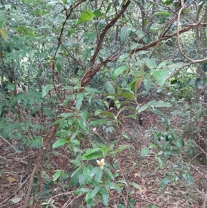 Hibbertia scandens at Pappinbarra, NSW - 11 Nov 2024 03:42 PM