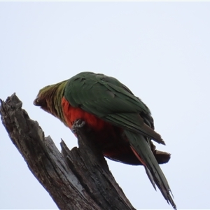 Alisterus scapularis at Cook, ACT - 11 Nov 2024