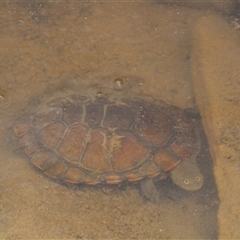 Chelodina longicollis (Eastern Long-necked Turtle) at Tharwa, ACT - 11 Nov 2024 by ChrisHolder