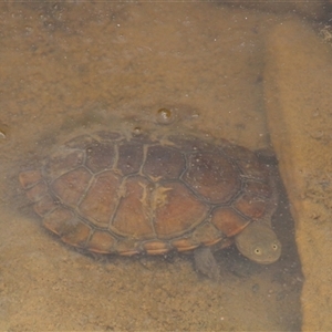 Chelodina longicollis at Tharwa, ACT - 11 Nov 2024