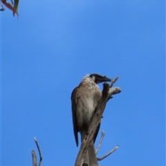 Philemon corniculatus (Noisy Friarbird) at Aranda, ACT - 11 Nov 2024 by lbradley