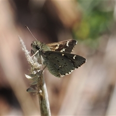 Pasma tasmanica (Two-spotted Grass-skipper) at Mount Clear, ACT - 21 Oct 2024 by RAllen