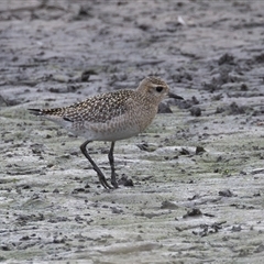 Pluvialis fulva (Pacific Golden Plover) at Fyshwick, ACT - 11 Nov 2024 by rawshorty