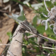 Philobota chrysopotama (A concealer moth) at Mount Clear, ACT - 22 Oct 2024 by RAllen