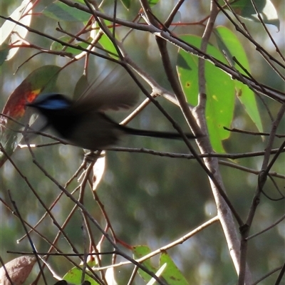 Malurus cyaneus (Superb Fairywren) at Aranda, ACT - 11 Nov 2024 by lbradley