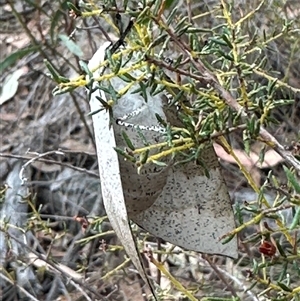 Gastrophora henricaria at Cook, ACT - 11 Nov 2024