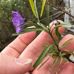 Solanum linearifolium (Kangaroo Apple) at Aranda, ACT - 11 Nov 2024 by lbradley