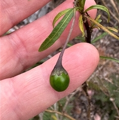 Solanum linearifolium at Aranda, ACT - 11 Nov 2024 05:10 PM