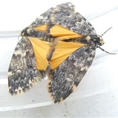 Halone coryphoea (Eastern Halone moth) at Belconnen, ACT - 10 Nov 2024 by JohnGiacon