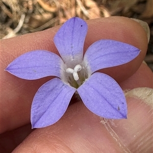 Wahlenbergia stricta subsp. stricta at Aranda, ACT - 11 Nov 2024