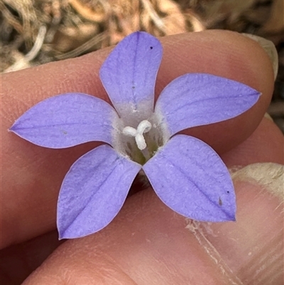 Wahlenbergia stricta subsp. stricta (Tall Bluebell) at Aranda, ACT - 11 Nov 2024 by lbradley