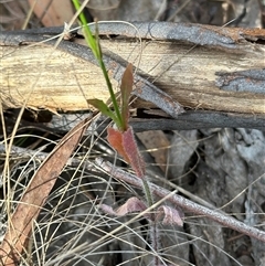 Wahlenbergia stricta subsp. stricta at Aranda, ACT - 11 Nov 2024