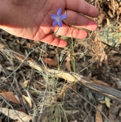 Wahlenbergia stricta subsp. stricta at Aranda, ACT - 11 Nov 2024