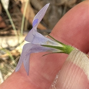 Wahlenbergia stricta subsp. stricta at Aranda, ACT - 11 Nov 2024