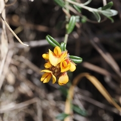 Pultenaea capitellata (Hard-head Bush-pea) at Mount Clear, ACT - 22 Oct 2024 by RAllen