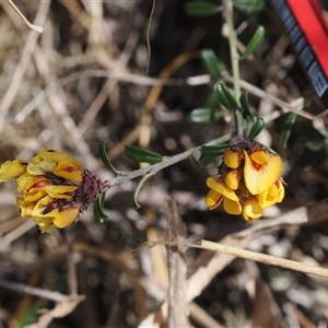 Pultenaea capitellata at Mount Clear, ACT - 22 Oct 2024 11:46 AM