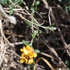 Pultenaea capitellata at Mount Clear, ACT - 22 Oct 2024 11:46 AM