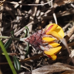 Pultenaea capitellata at Mount Clear, ACT - 22 Oct 2024