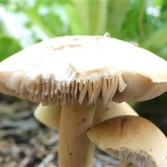 Agrocybe praecox group at Belconnen, ACT - 10 Nov 2024 by JohnGiacon