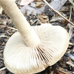 Agrocybe praecox group at Belconnen, ACT - 10 Nov 2024